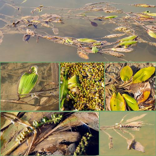 Potamogeton nodosus — whole plant photograph