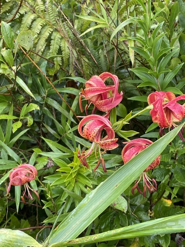 Lilium pyrophilum — flower photograph