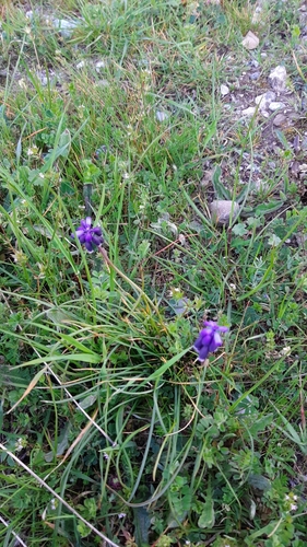 Muscari neglectum — flower photograph