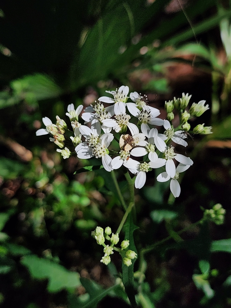 Verbesina virginica var. virginica — bloom photograph