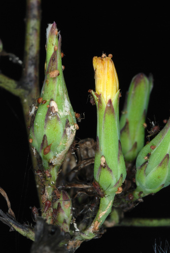 Lactuca canadensis — fruit photograph