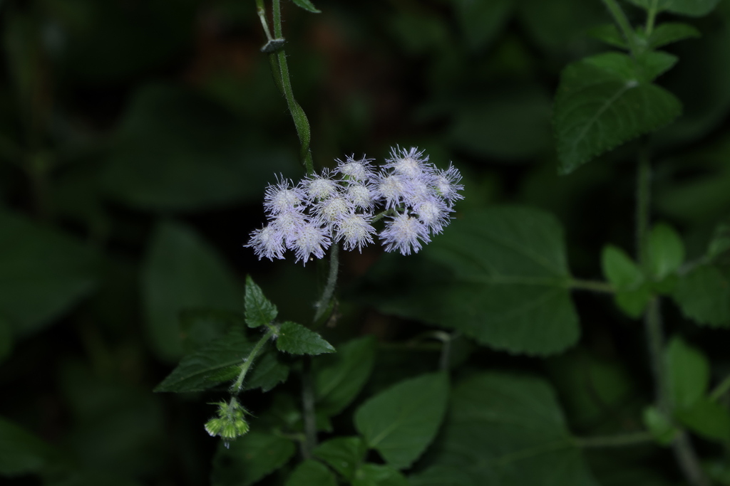 Ageratum houstonianum — bloom photograph