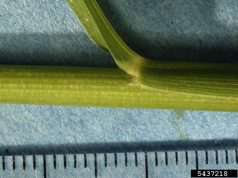 Setaria faberi — stem photograph