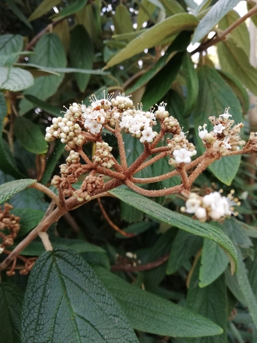 Viburnum rhytidophyllum — flower photograph
