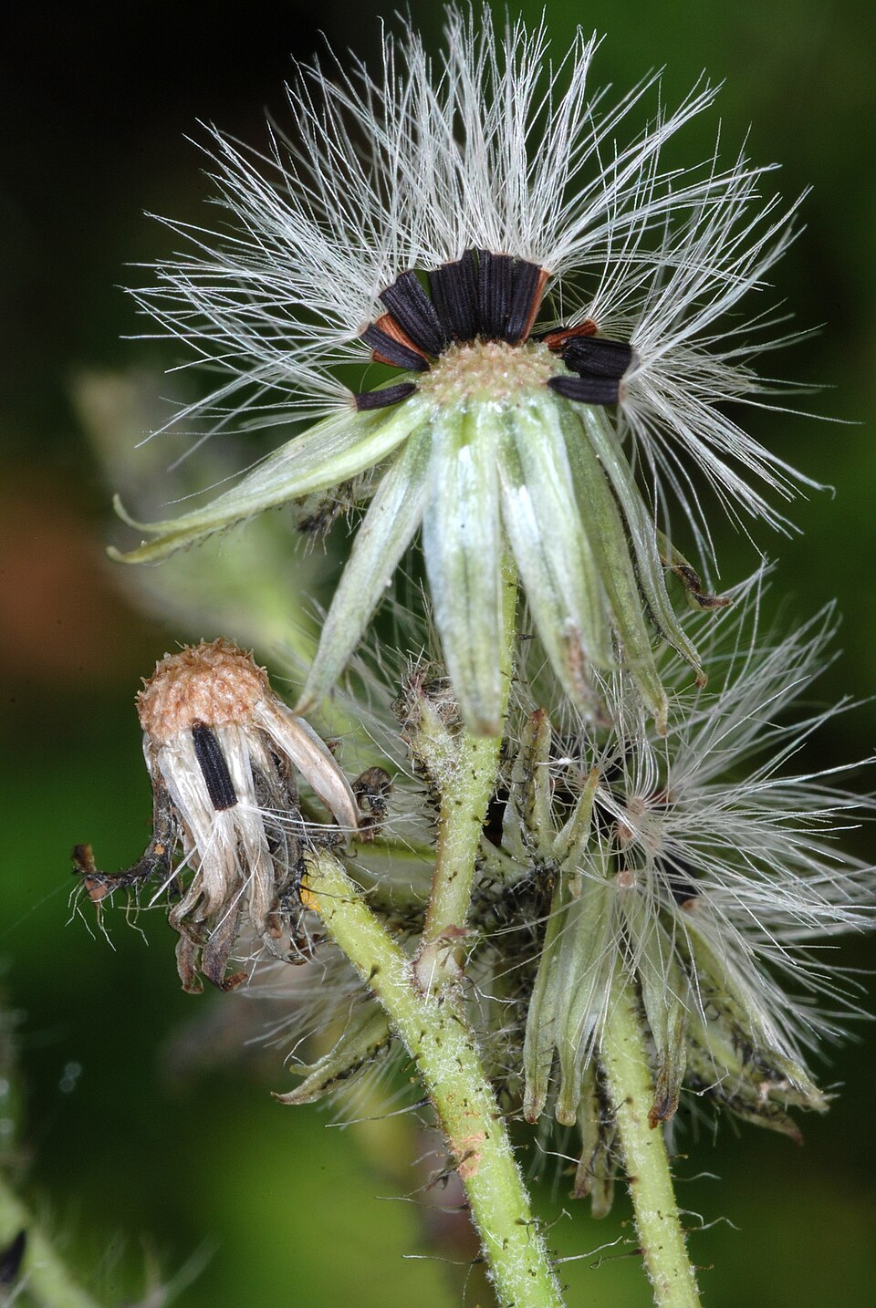 Pilosella caespitosa — fruit photograph