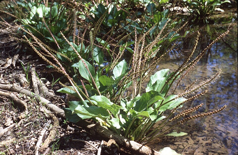 Plantago cordata — whole photograph