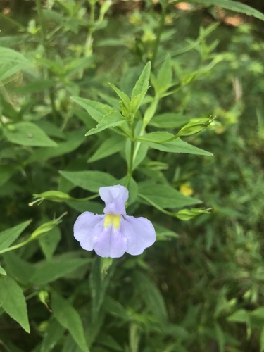 Mimulus ringens — flower photograph
