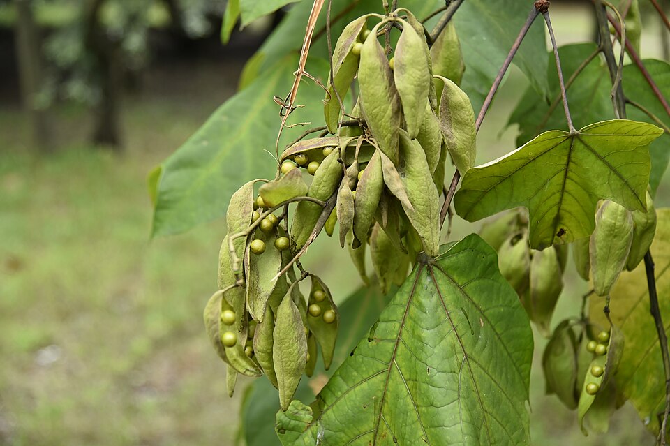 Firmiana simplex — fruit photograph