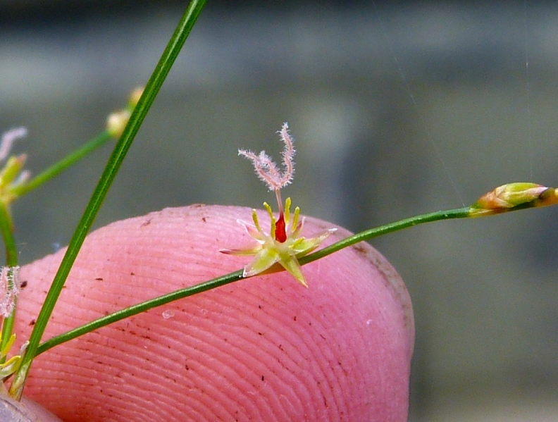 Juncus pelocarpus — bloom photograph
