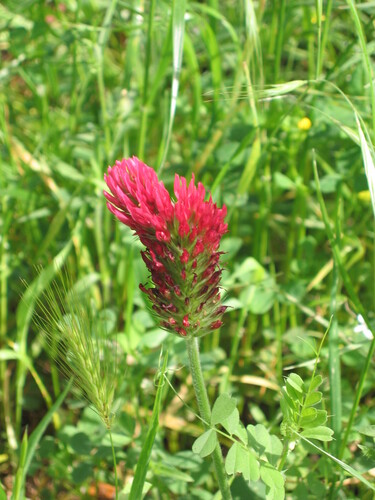 Trifolium incarnatum — flower photograph