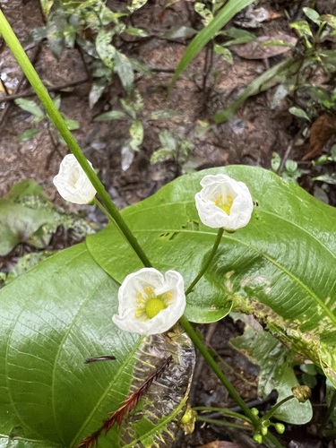 Echinodorus cordifolius — flower photograph