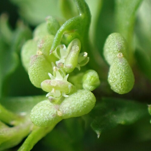 Lepidium didymum — fruit photograph