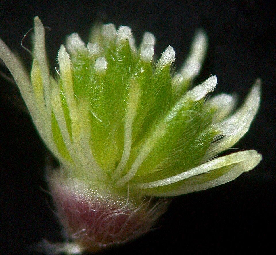Hepatica americana — bloom photograph