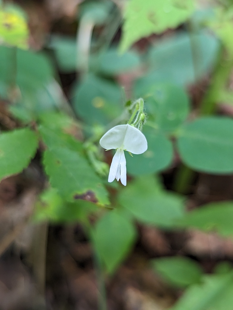 Desmodium ochroleucum — bloom photograph