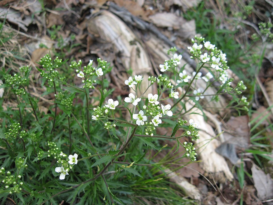Draba ramosissima — bloom photograph