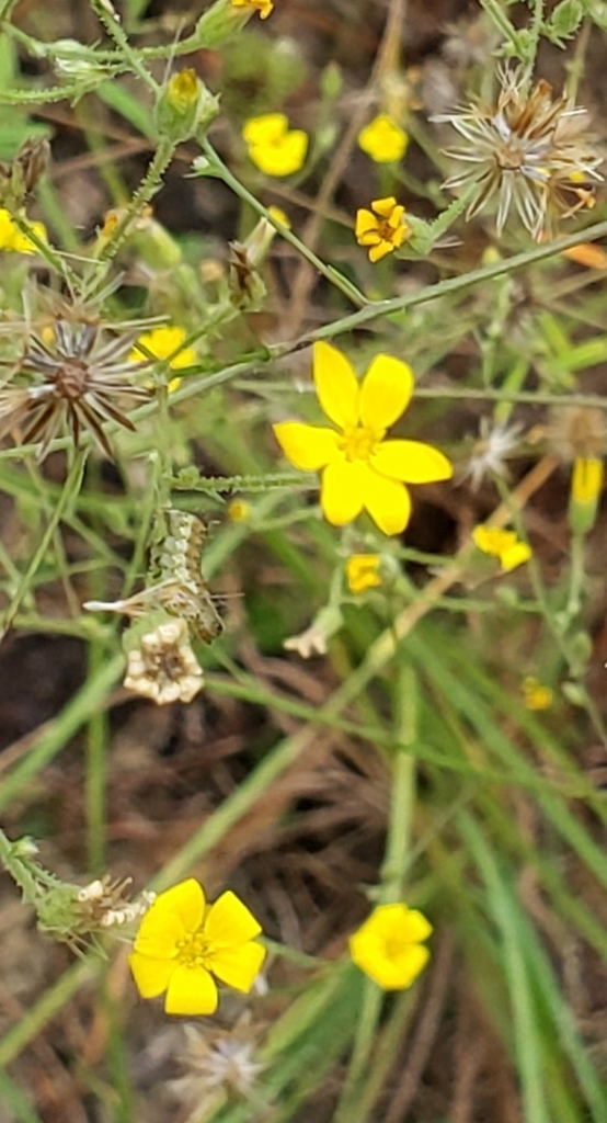 Croptilon divaricatum — bloom photograph