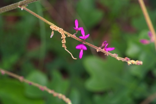 Desmodium viridiflorum photograph