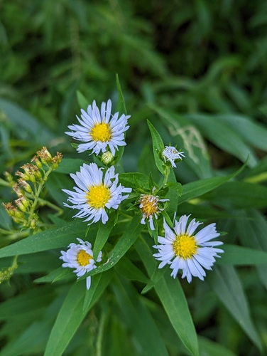 Symphyotrichum novi-belgii — bloom photograph