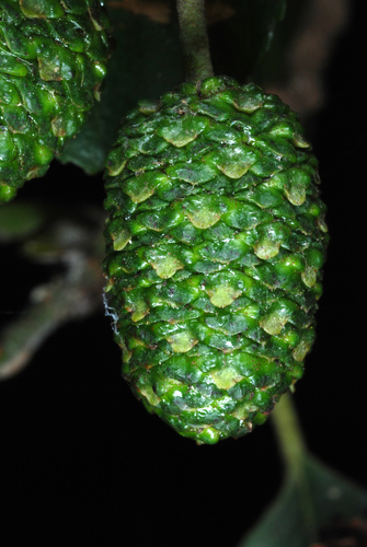 Alnus glutinosa — fruit photograph