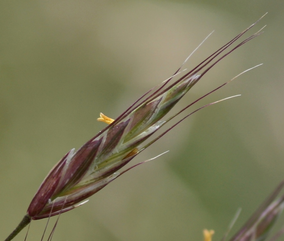 Bromus arvensis — bloom photograph
