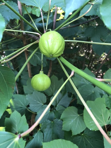 Vernicia fordii — fruit photograph