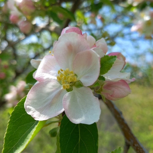 Malus domestica — flower photograph