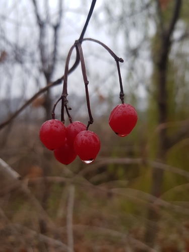 Viburnum opulus — fruit photograph