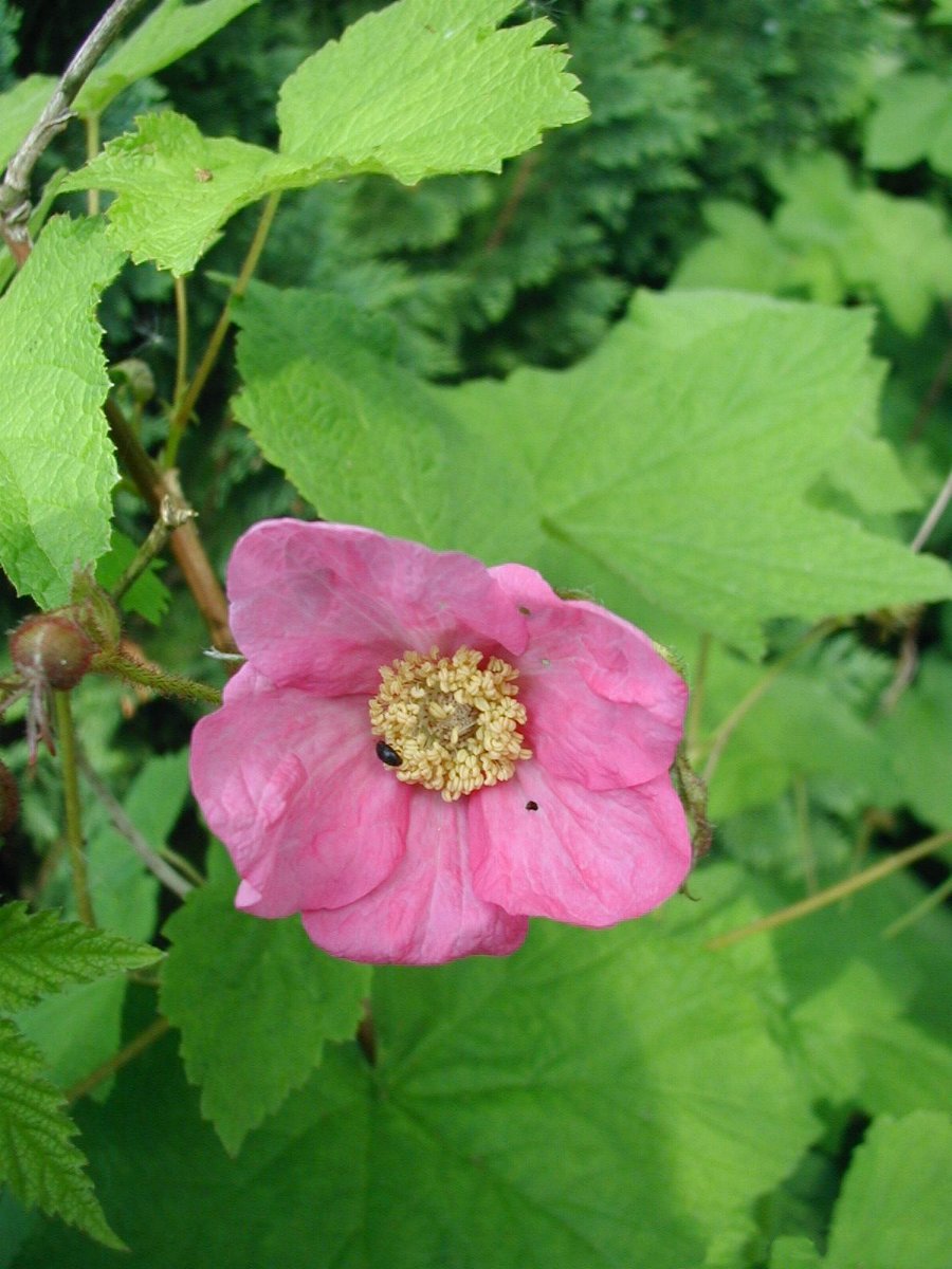 Rubacer odoratum — flower photograph