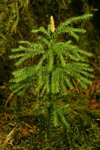 Dendrolycopodium dendroideum — whole plant photograph