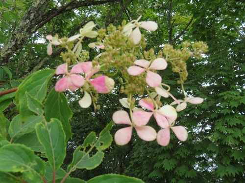 Hydrangea paniculata — flower photograph