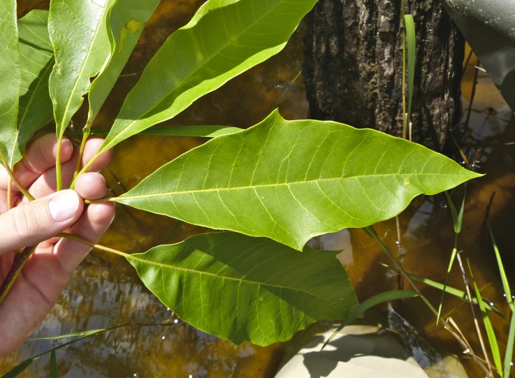 Nyssa aquatica — leaf photograph