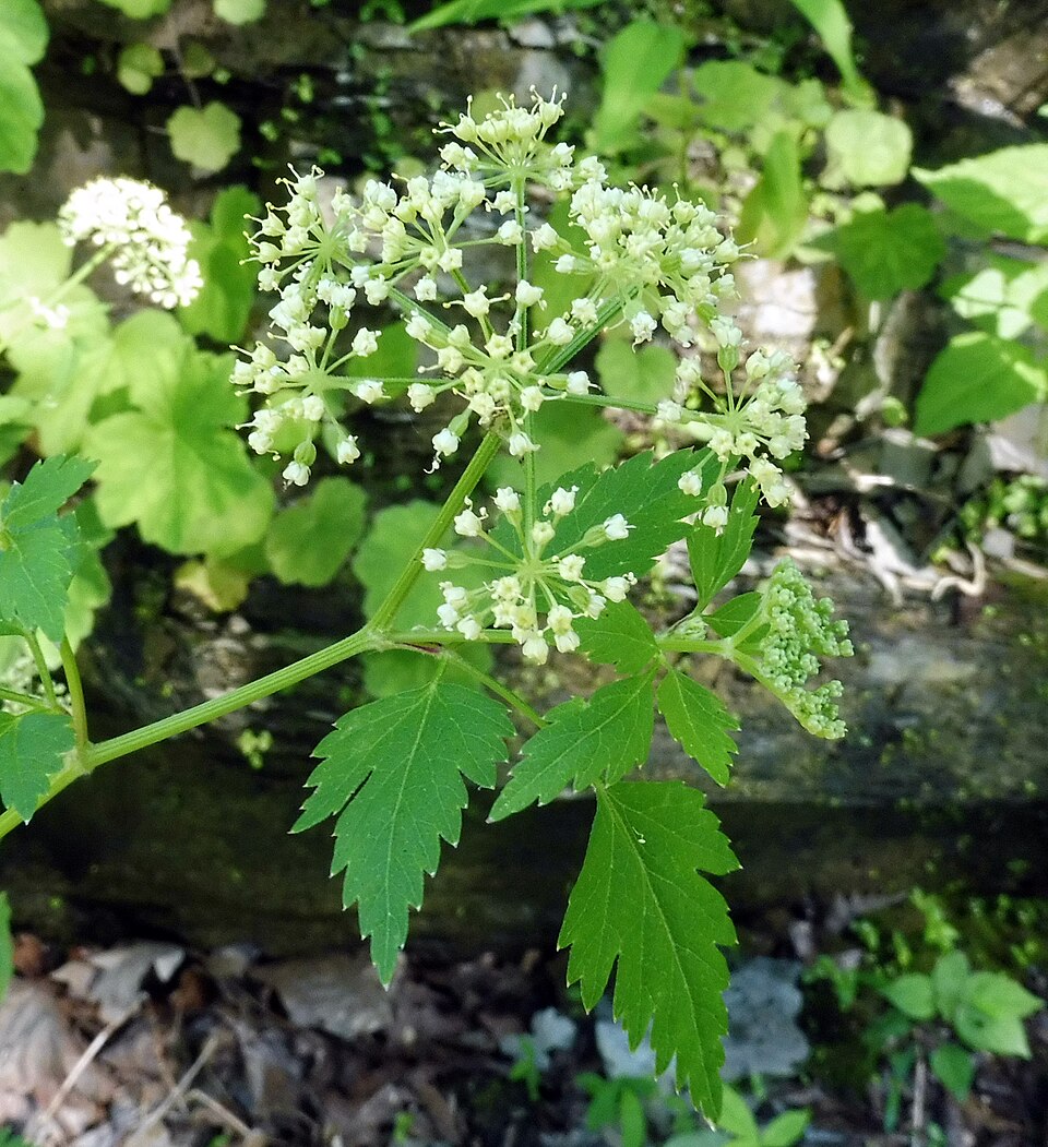 Thaspium chapmanii — flower photograph
