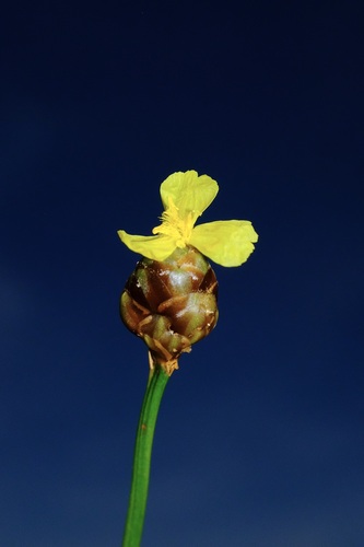 Xyris torta — flower photograph