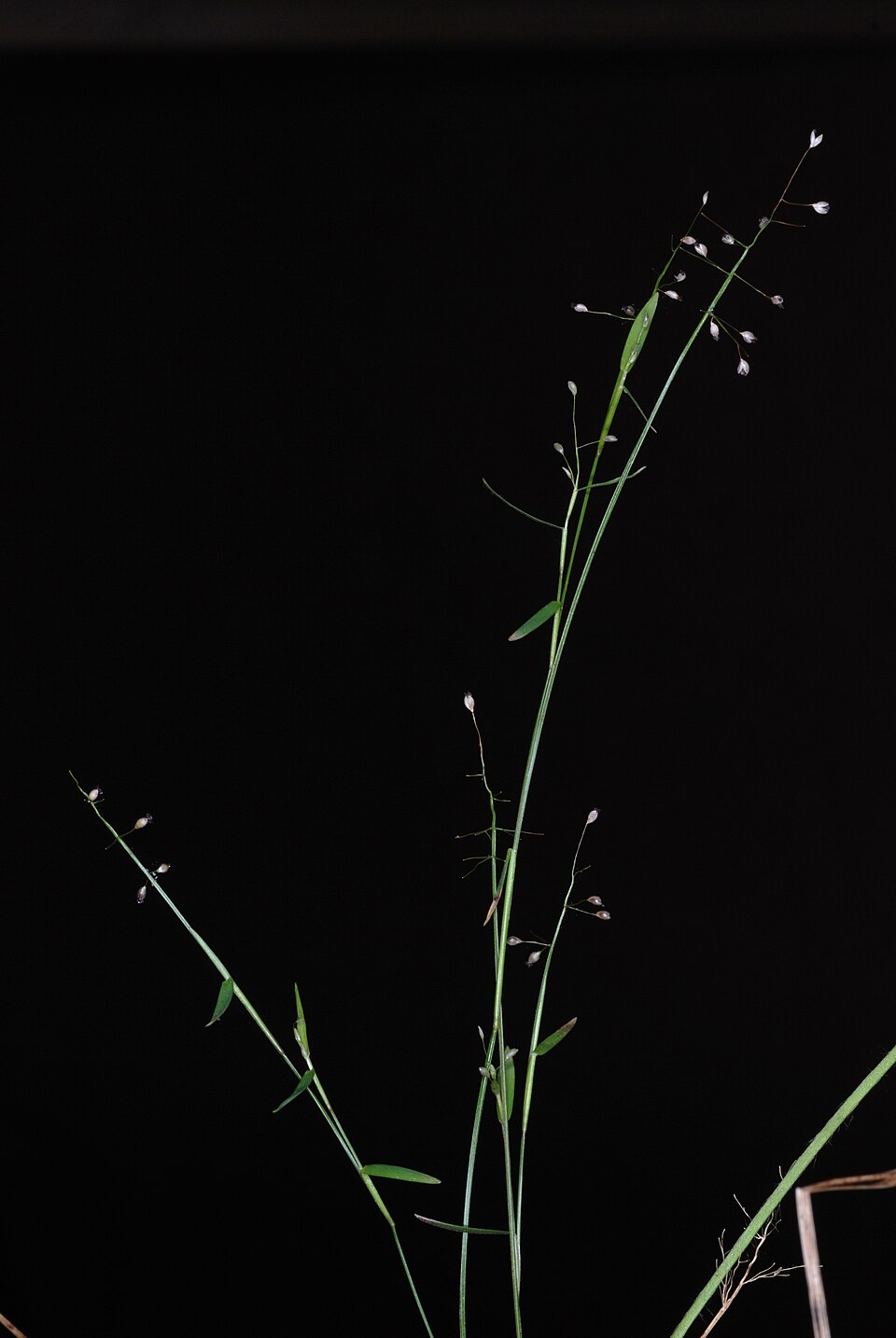 Dichanthelium ensifolium — fruit photograph