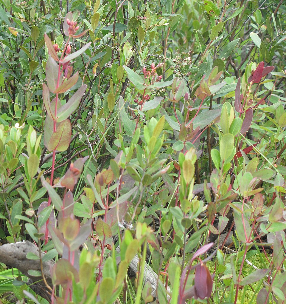 Hypericum virginicum — whole photograph