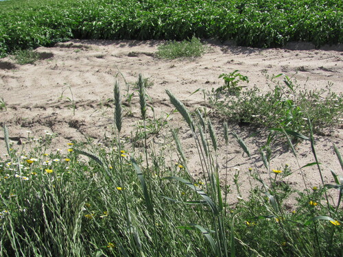 Triticum aestivum — whole plant photograph