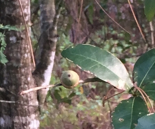 Quercus laurifolia — fruit photograph