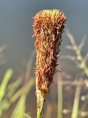 Carex glaucescens — fruit photograph
