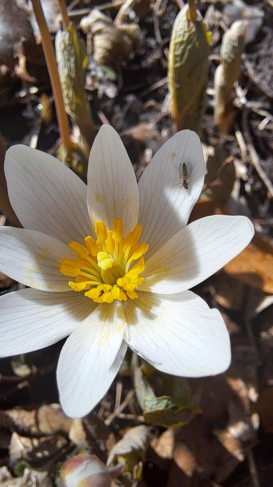 Sanguinaria canadensis — flower photograph
