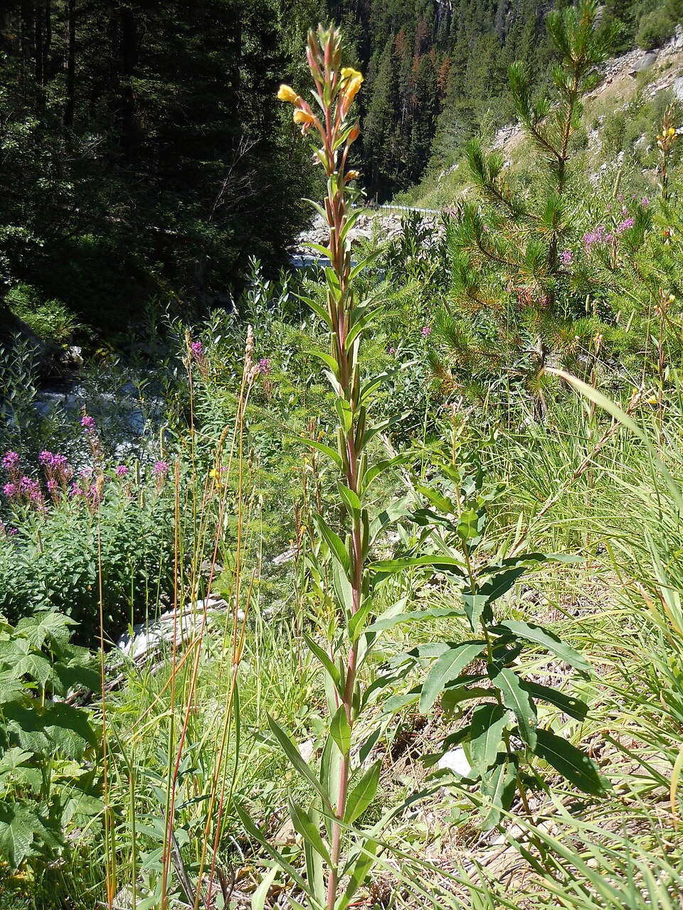 Oenothera villosa — whole photograph