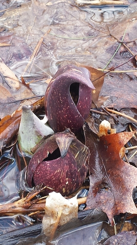 Symplocarpus foetidus — flower photograph