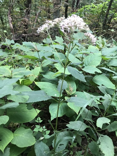 Eutrochium steelei photograph