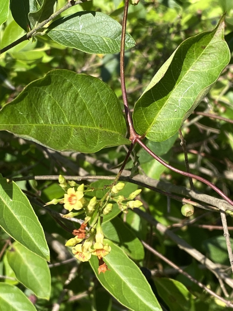 Thyrsanthella difformis — bloom photograph