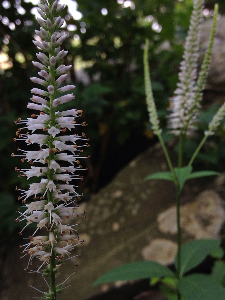 Veronicastrum virginicum — bloom photograph