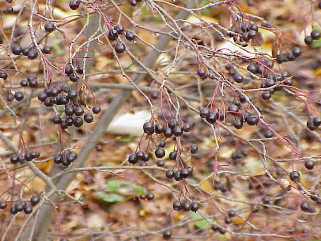Aronia prunifolia — fruit photograph