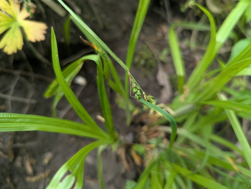 Carex laxiculmis var. copulata photograph