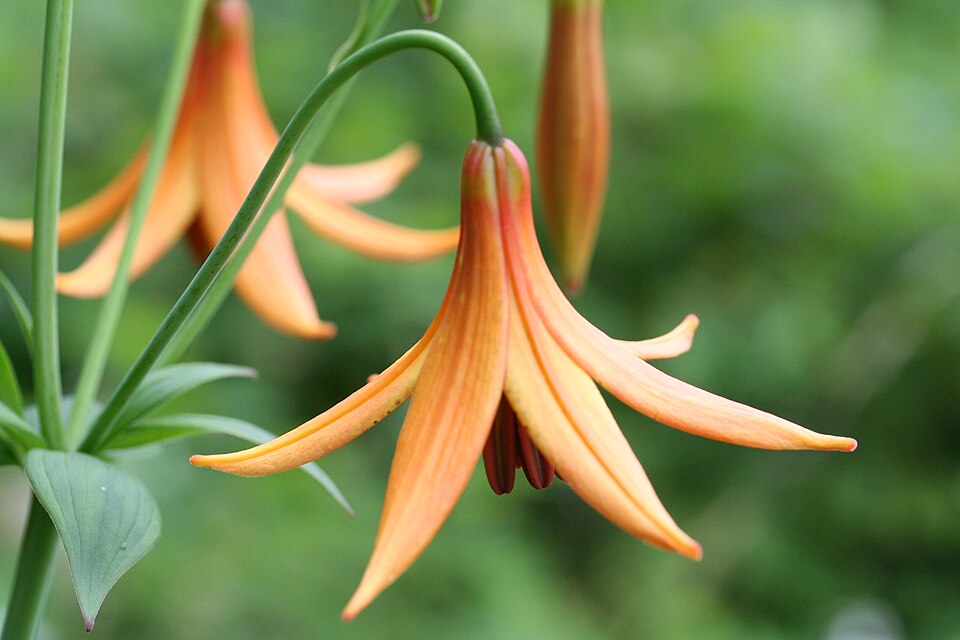 Lilium canadense — bloom photograph