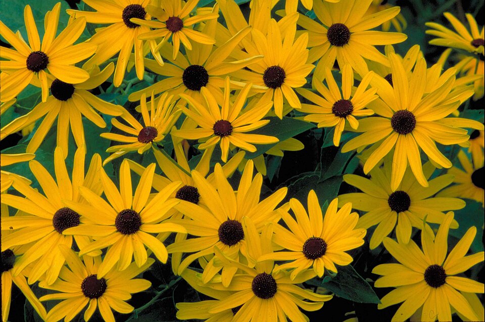 Rudbeckia subtomentosa — flower photograph