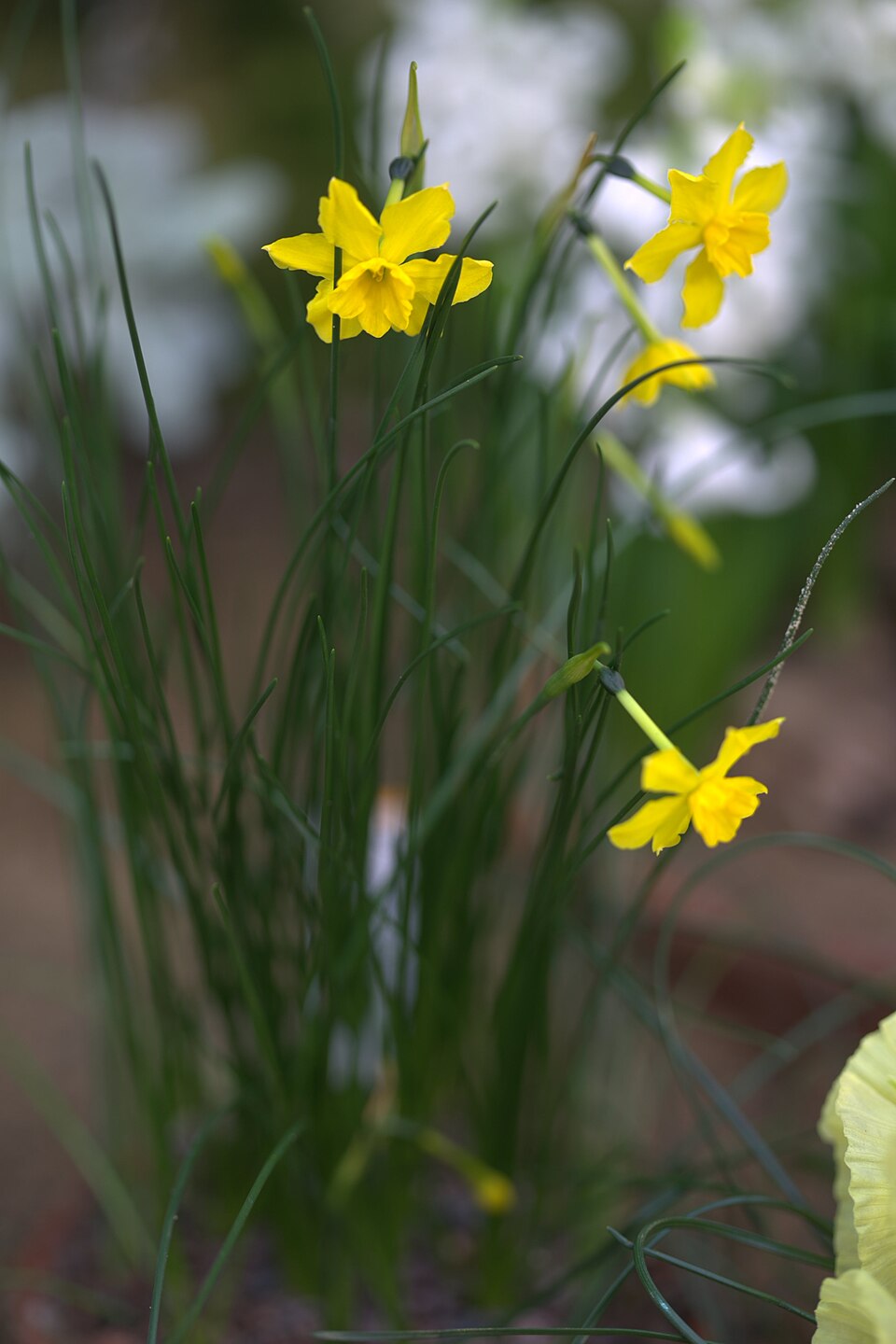 Narcissus jonquilla — flower photograph