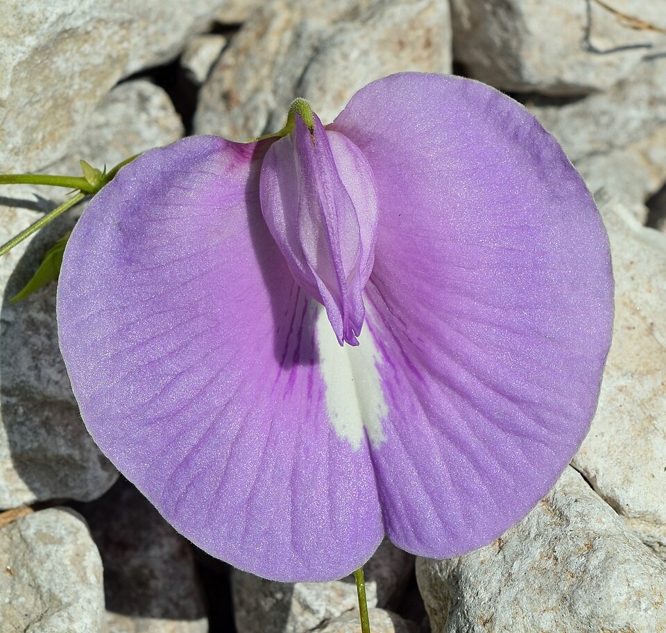 Centrosema virginianum — bloom photograph